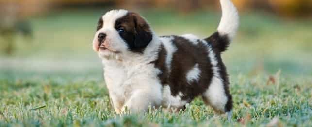 Saint Bernard một au8801