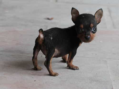 thường xuyên cho chó luyện tập sức khỏe để tránh chó bị hạ bàn