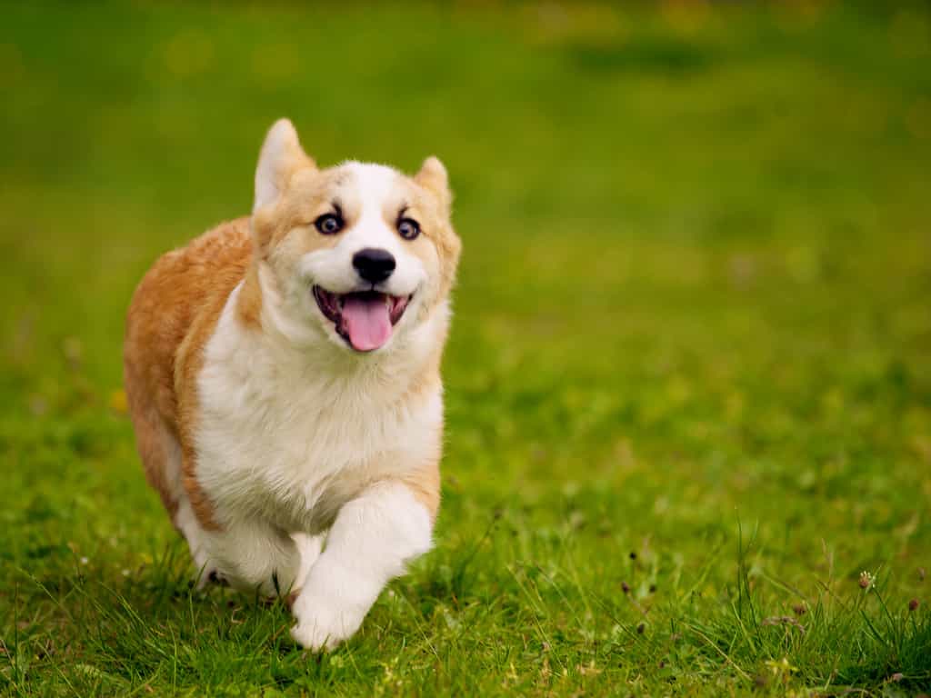 Một số lưu ý để phòng bệnh cho chó au88 app