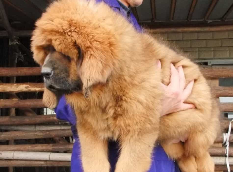 Tùy vào mục đích mua để làm gì