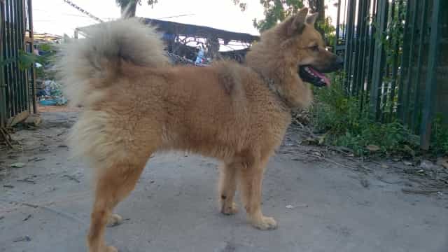 Mua chó au88 app trên mạng