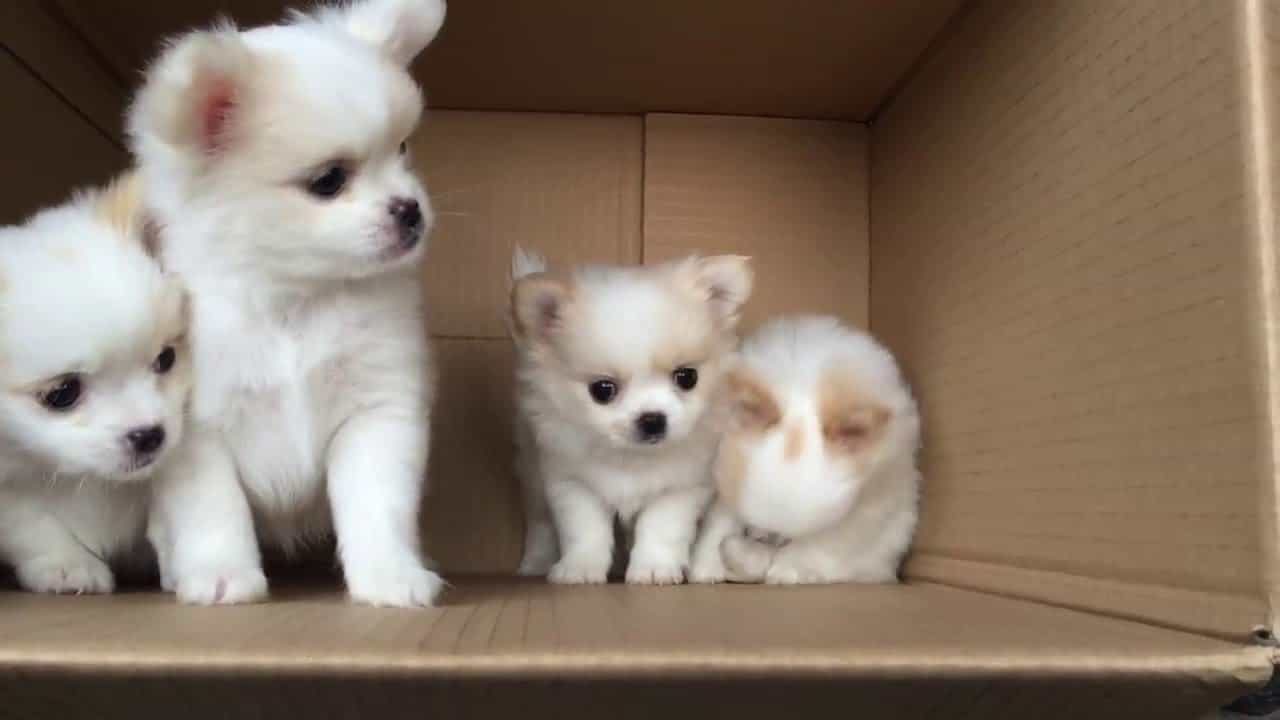 bán chó bắc kinh
