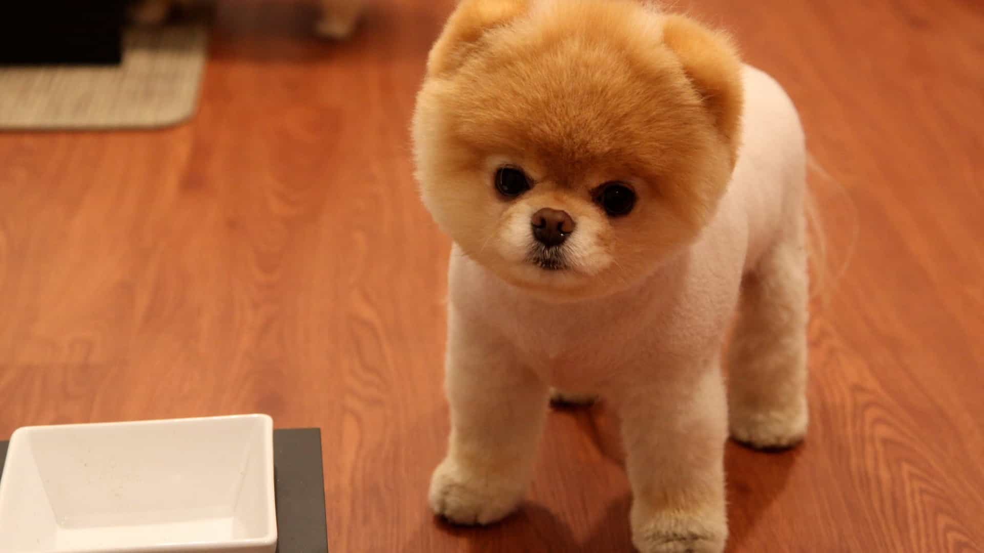 Mua chó Boo ở đâu uy tín