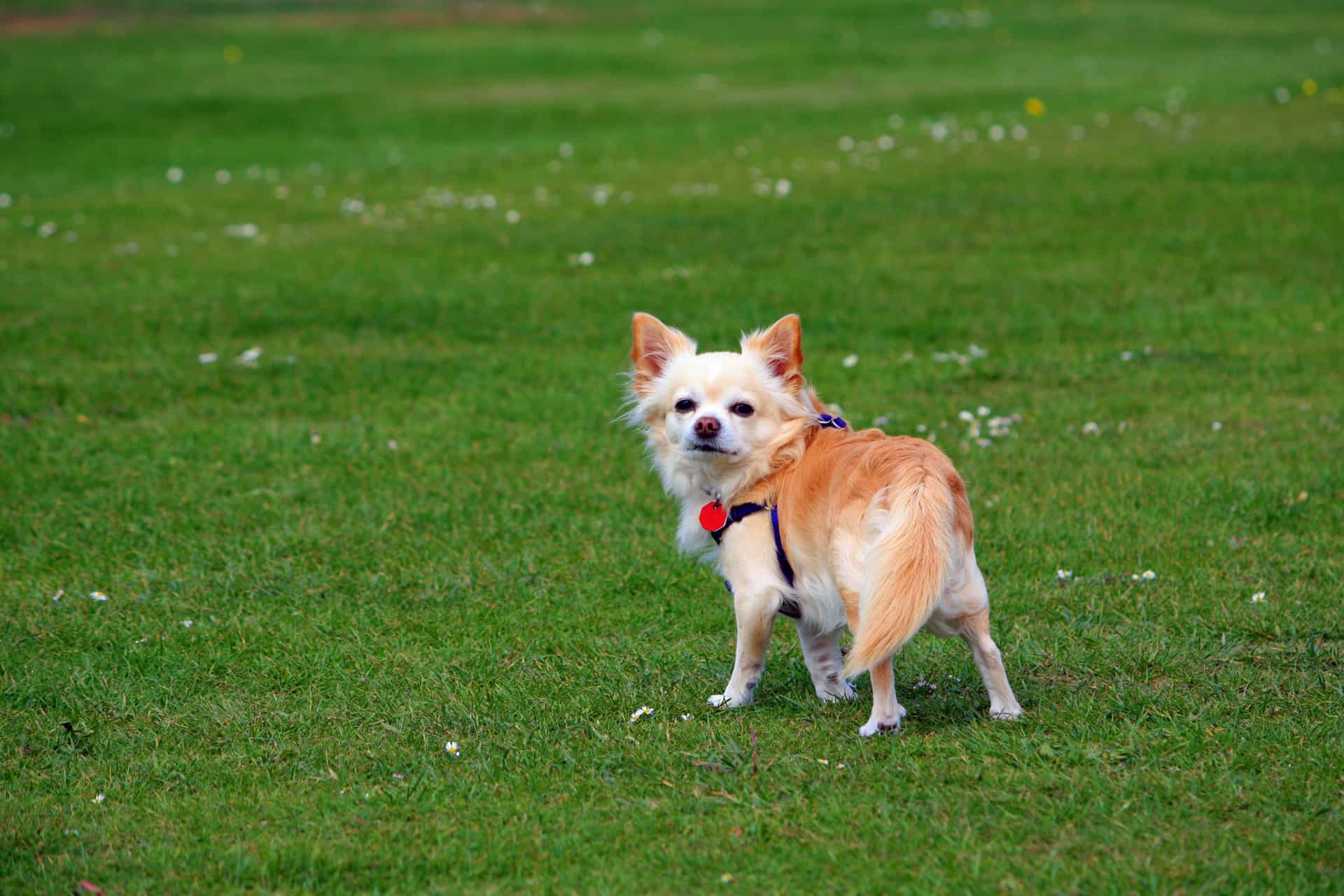 ảnh bán chó chihuahua mini giá rẻ