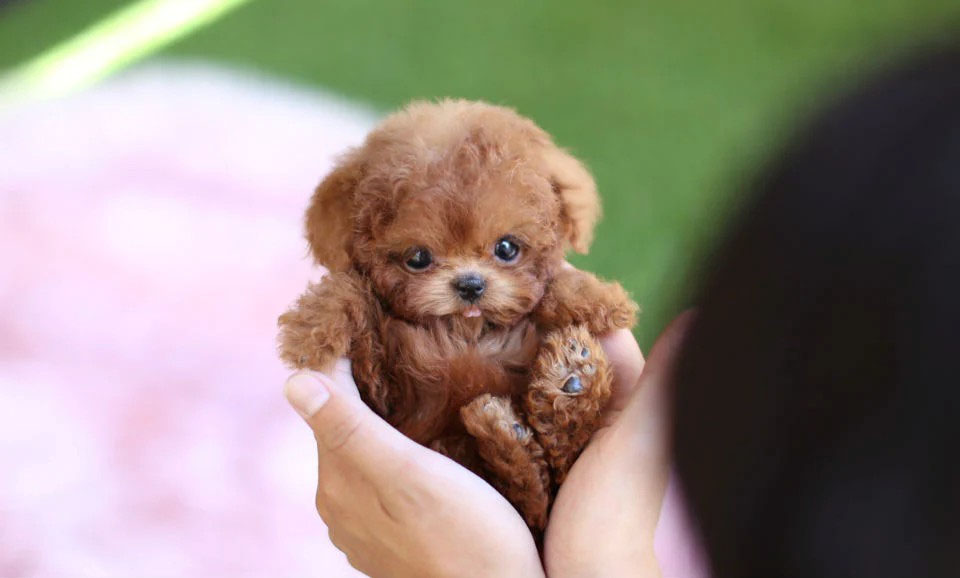 mua chó poodle teacup