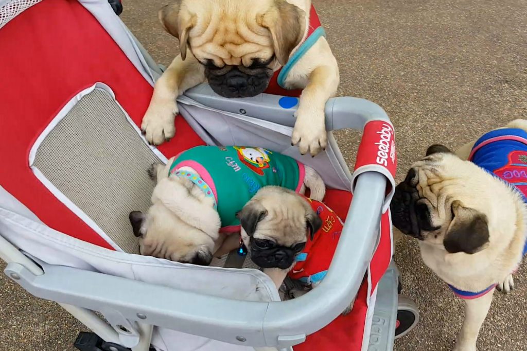 Chó pug và các chó con