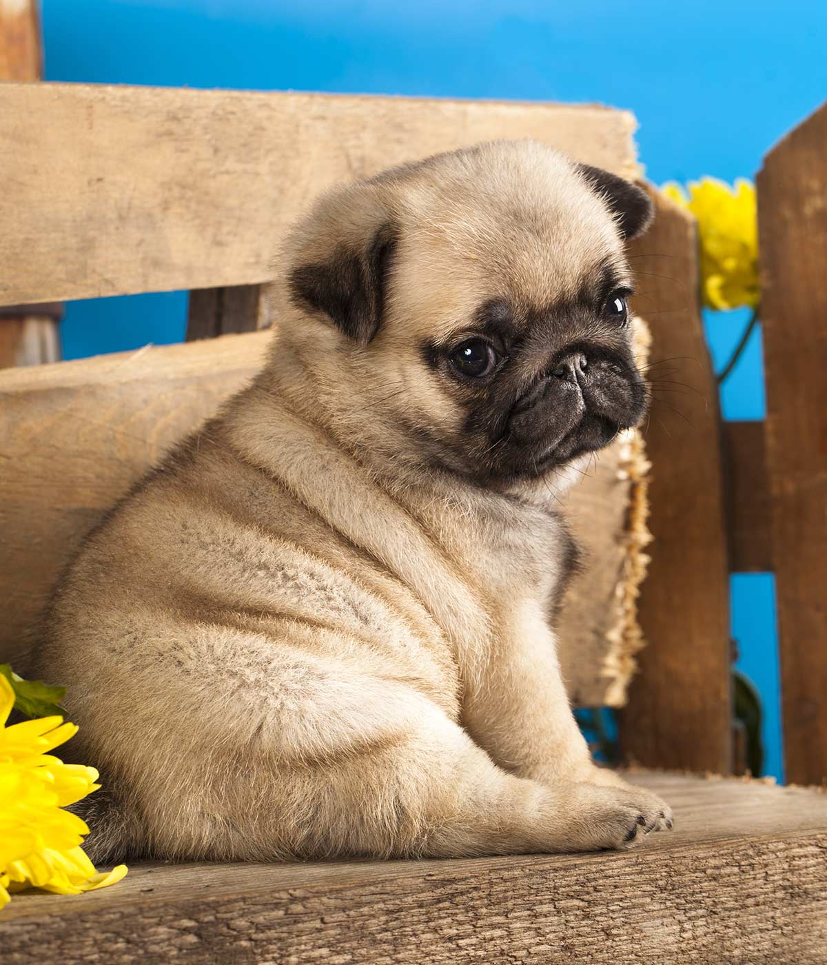 Mua chó pug con đáng yêu