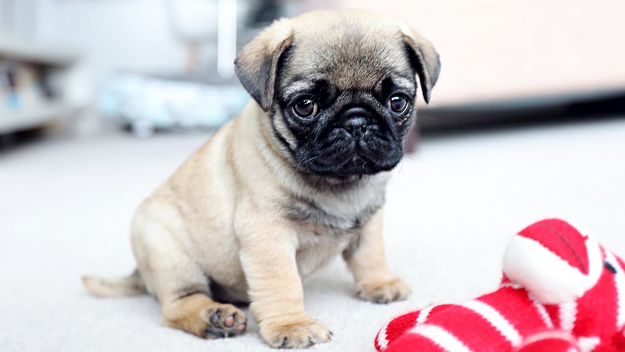 Mua chó pug tại Hà Nội
