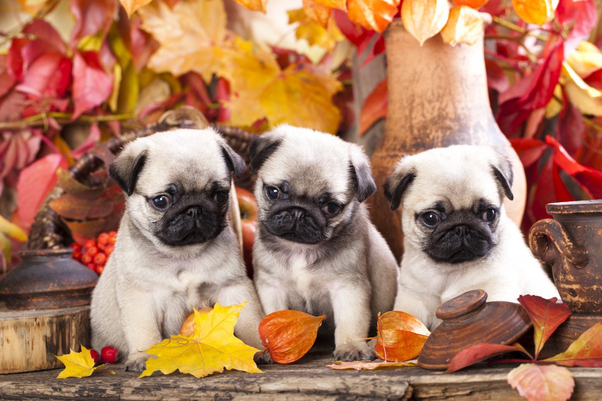 3 chú chó pug ngồi trên lá vàng