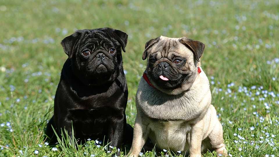 Mua chó pug trưởng thành màu gì?
