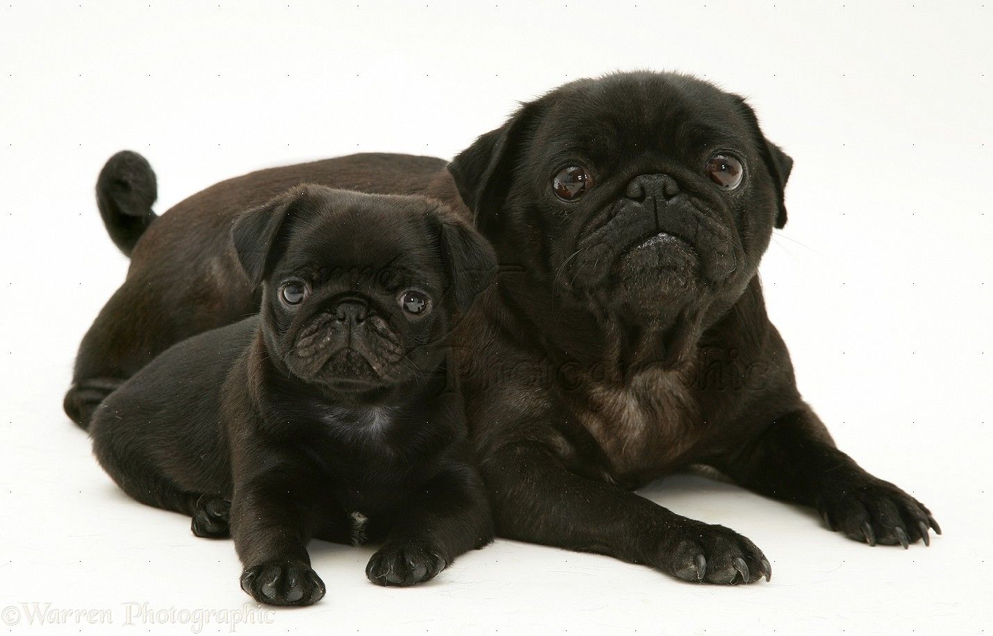 Mua chó pug lớn màu đen