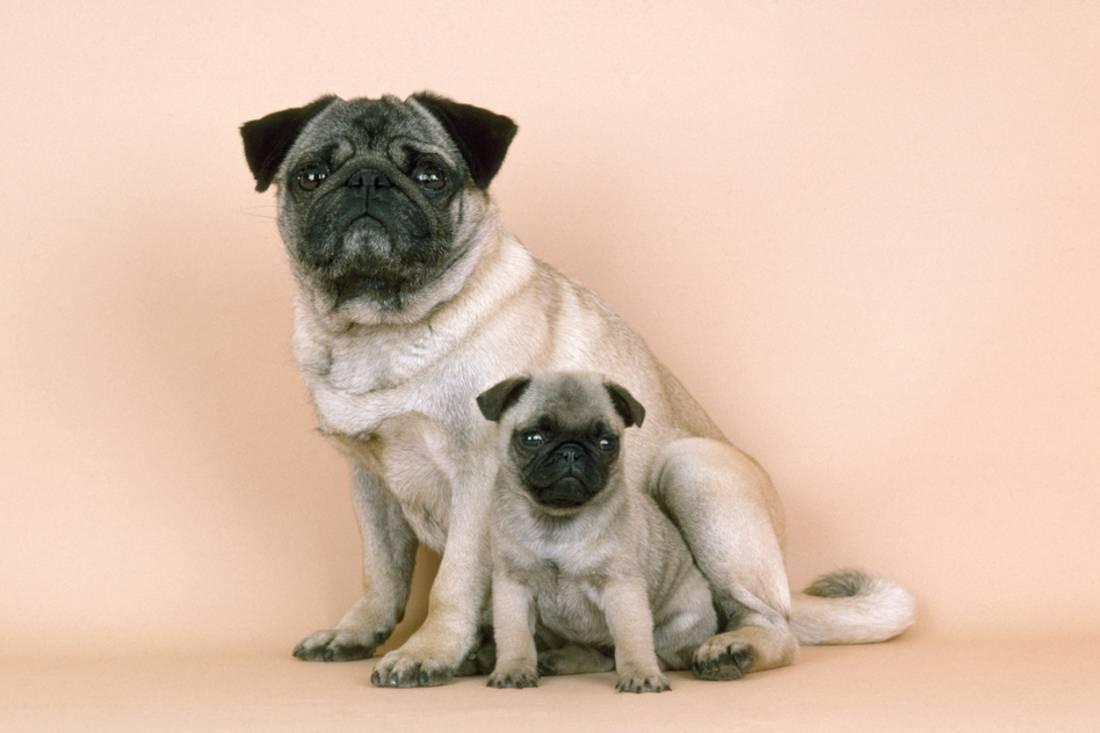 Chó pug lớn và chó pug nhỏ