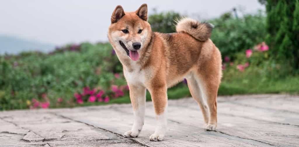 Chú chó au88 đứng bên vườn hoa hồng