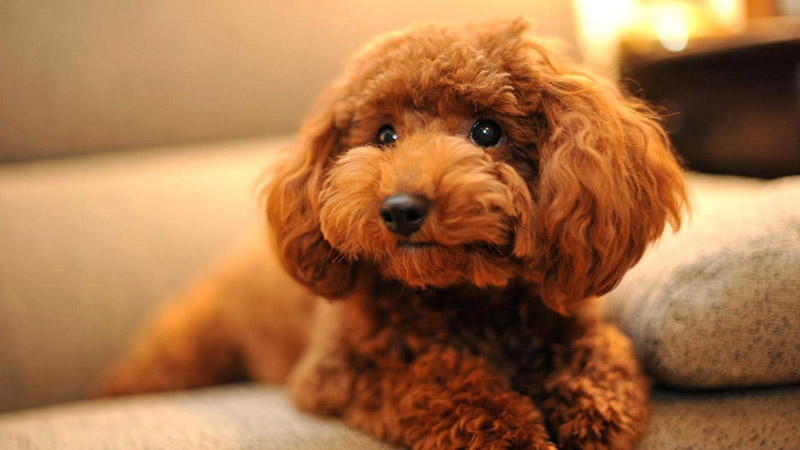 nên nuôi chó poodle đực hay cái