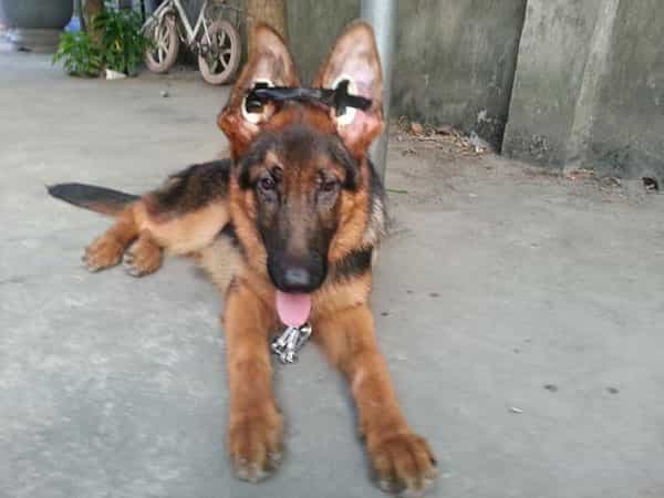 Cách phòng tránh tình trạng chó au88 bị cụp tai