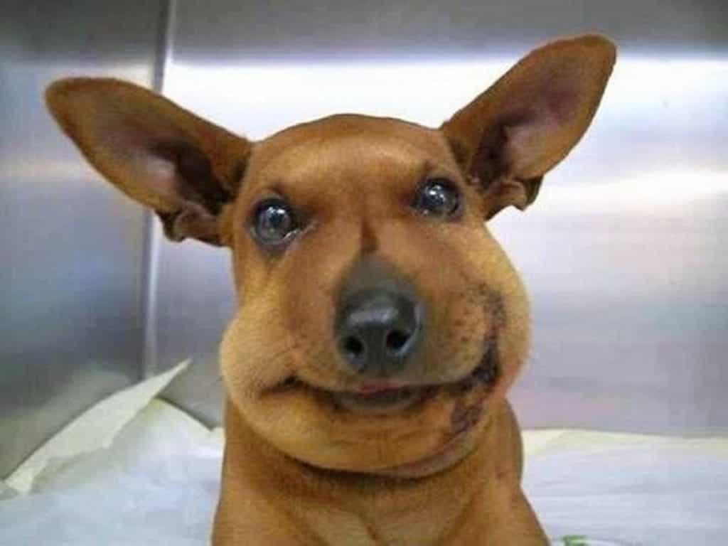 nên đưa chó bị ong đốt đi bác sĩ sớm