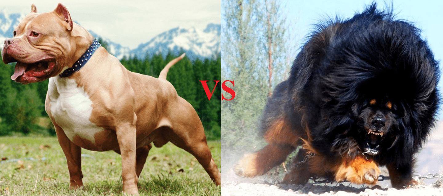  au88 app VS au8801
