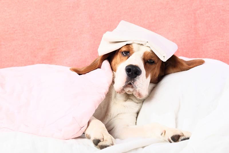 Nên cho chó bị sốt uống nhiều nước