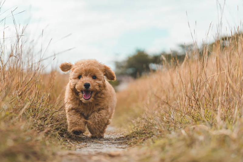 nuôi chó poodle có tốn kém không