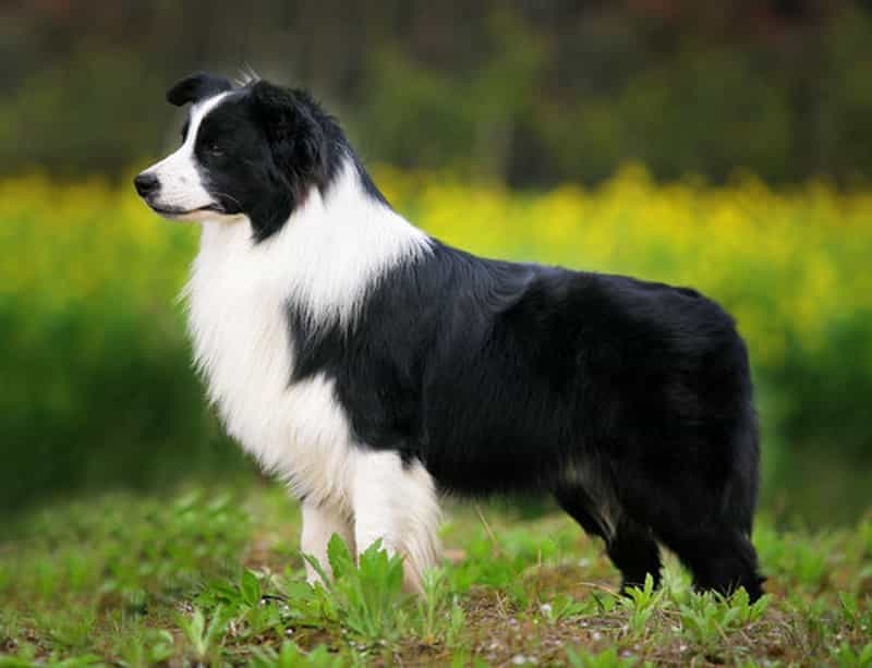 au88 app Collie có nguồn gốc từ Scotland và Anh quốc
