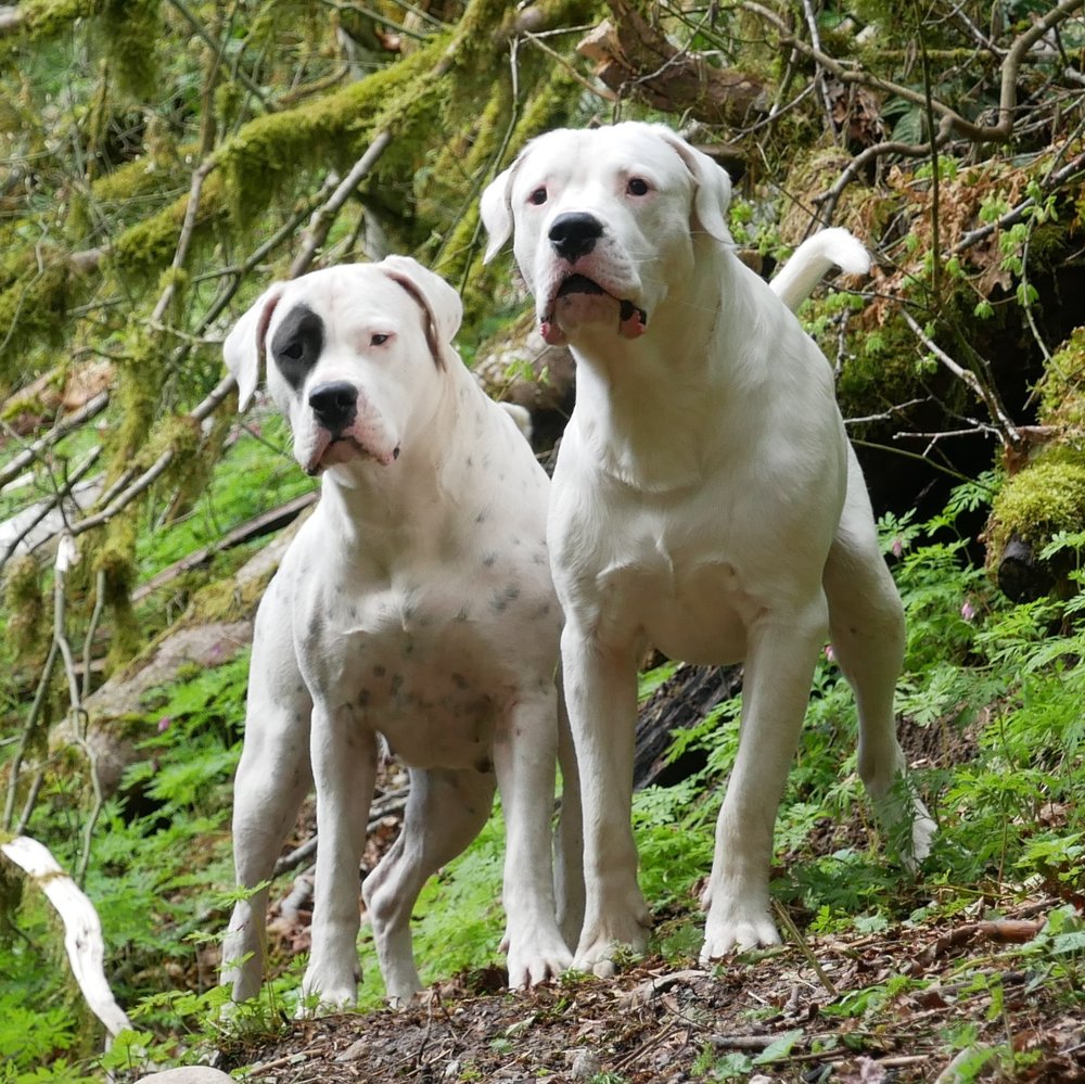 Chó Dogo Argentino có bộ lông ngắn