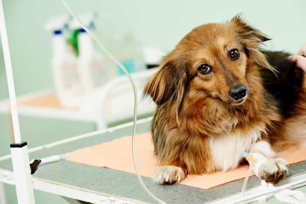 care ở chó là căn bệnh đáng sợ