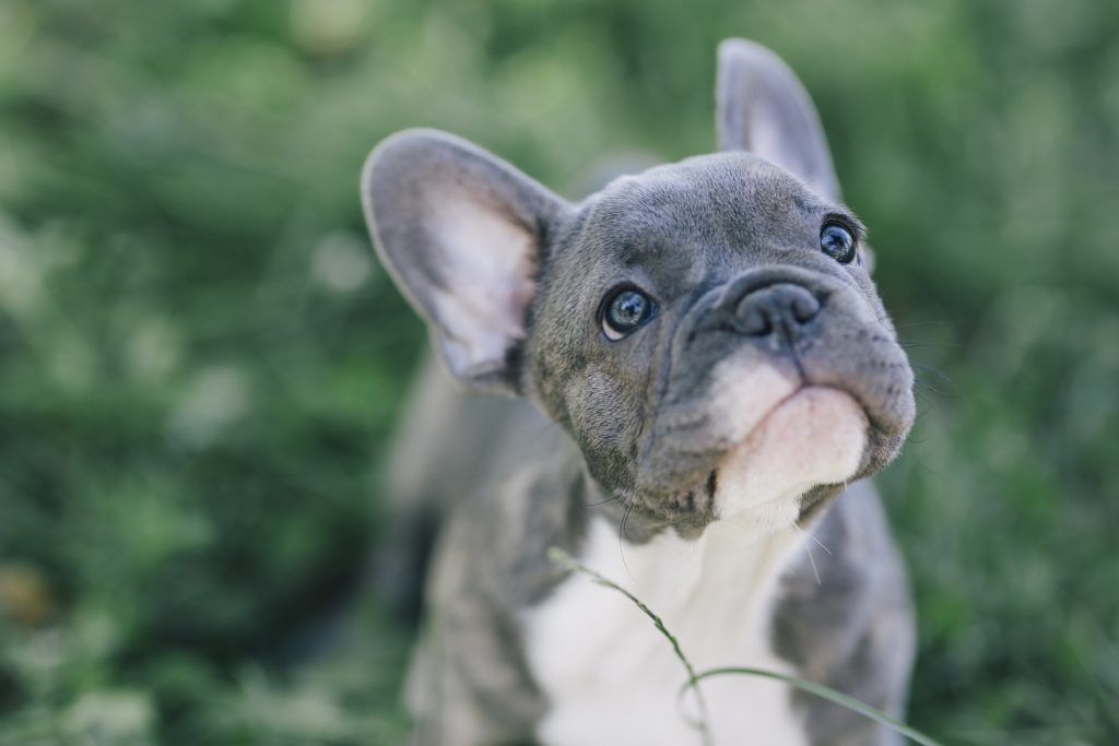 Một chú chó bulldog Pháp