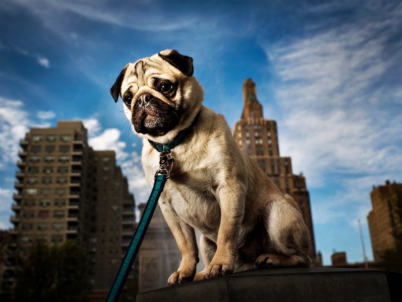Chú au88 pug