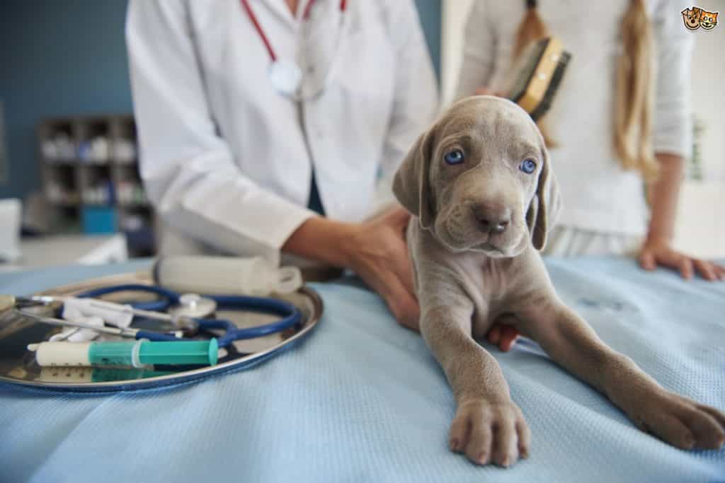 có nhiều giai đoạn care ở chó