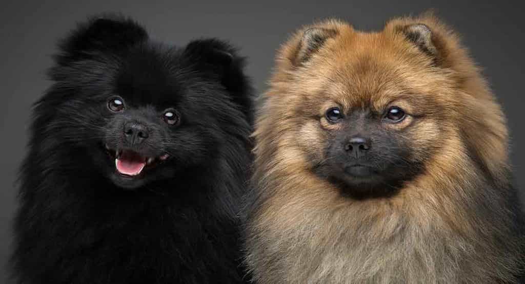 Hai con chó au88 Inu lai Phốc sóc
