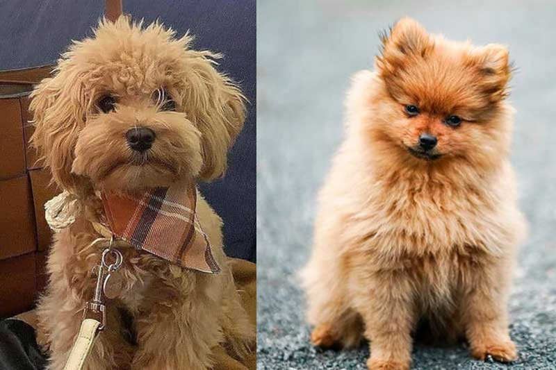 phốc sóc và poodle