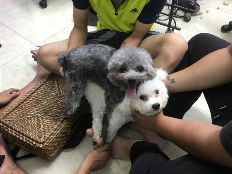 phối giống chó poodle tại hà nội
