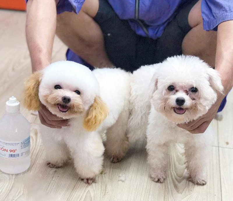 phối giống chó poodle tại hà nội