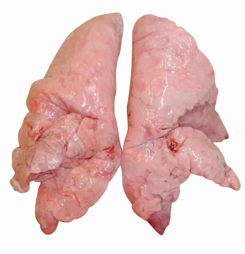 Phổi lợn cung cấp nhiều chất dinh dưỡng cho chó
