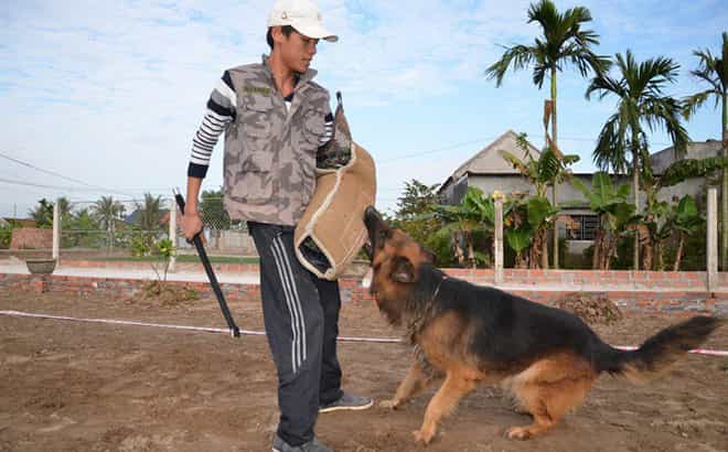 UAmigos - Dog Training