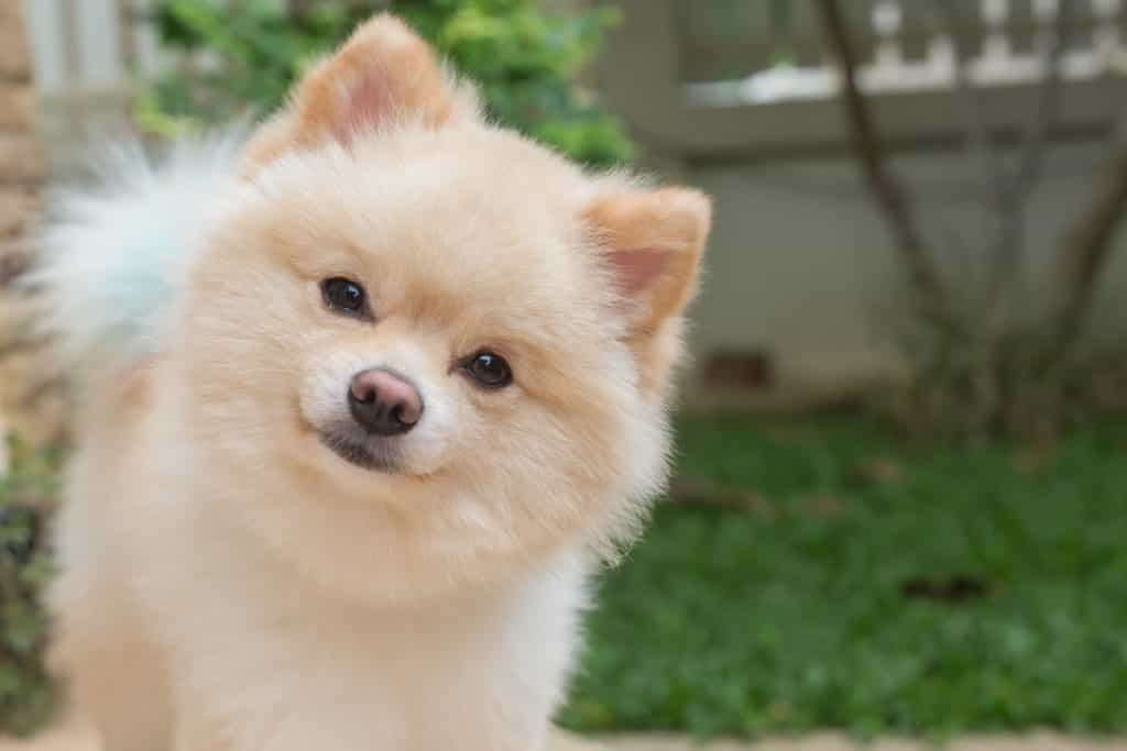 Pom tạo dáng đáng yêu