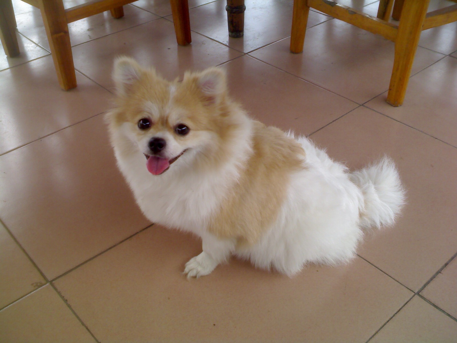 Pom vâng lời