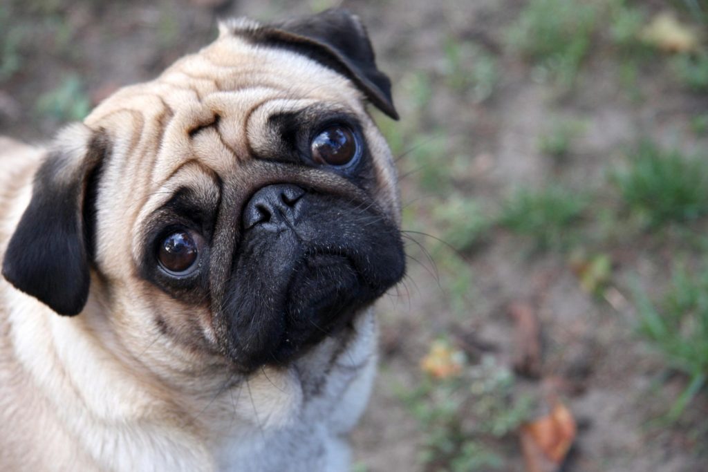 Chó pug thở khò khè do mũi ngắn