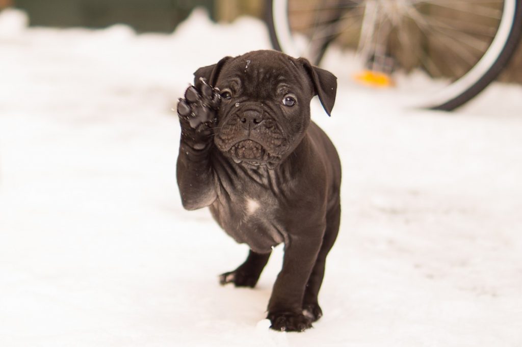 pug dơ tay chào