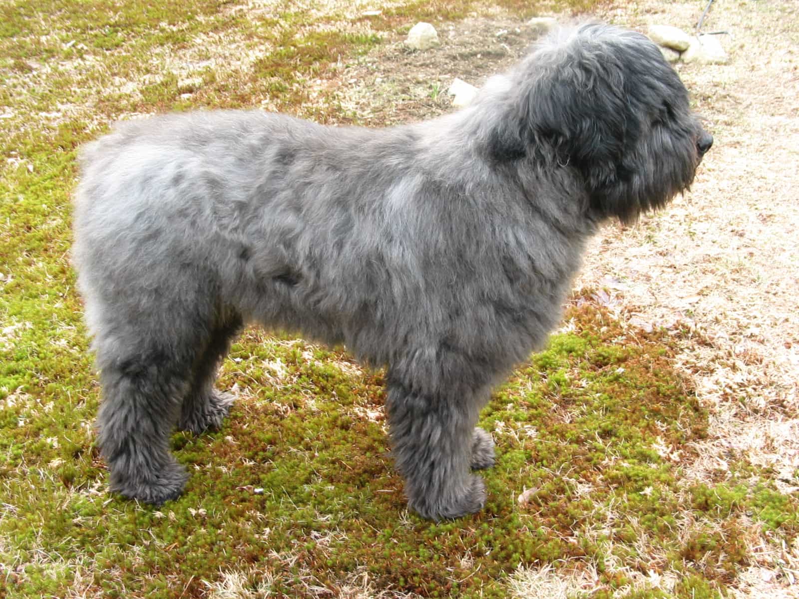 Chó rụng lông theo mùa