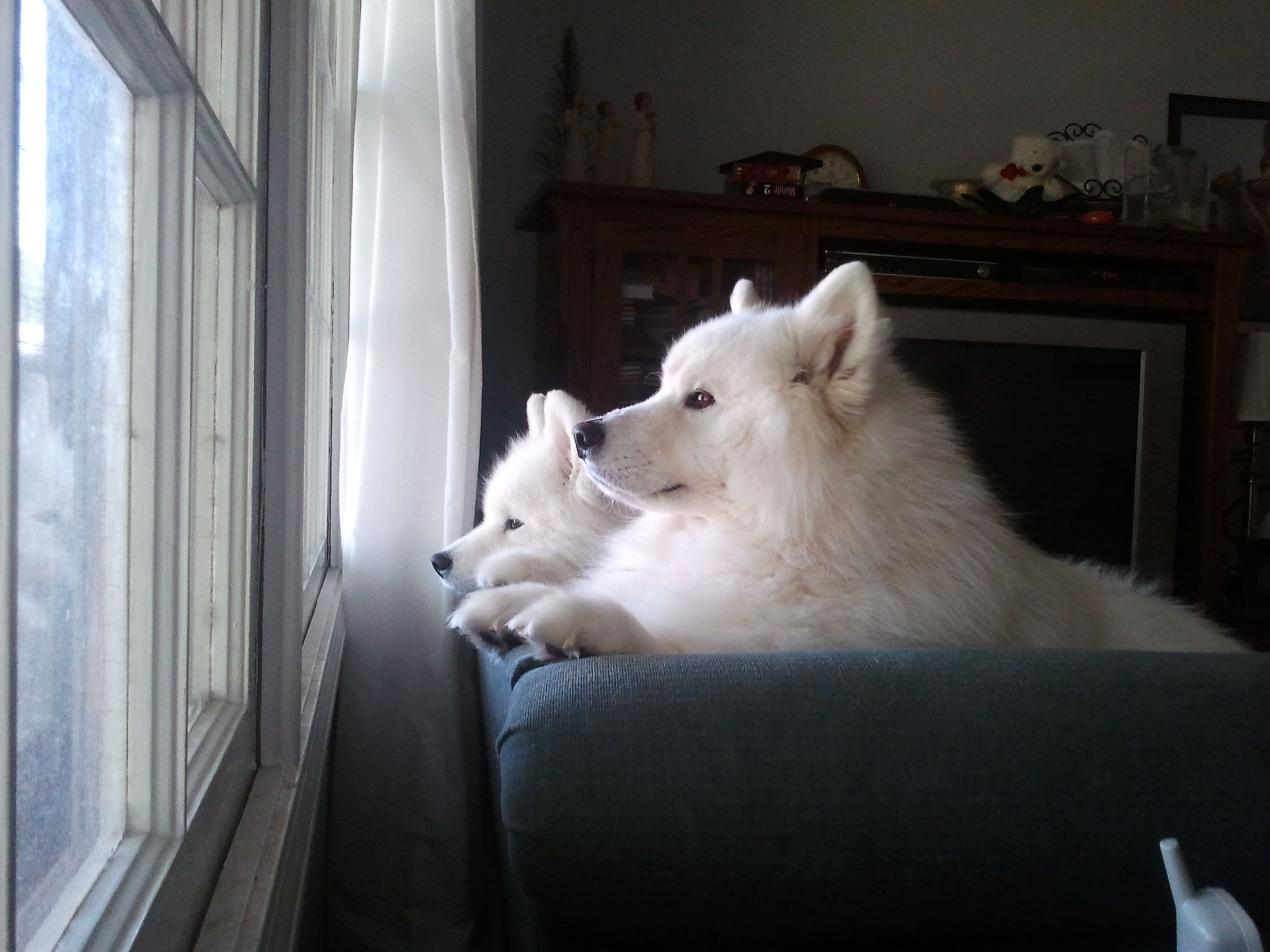 2 samoyed nằm trong nhà nhìn ra cửa sổ
