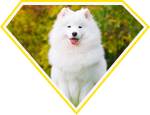 au88 app bộ lông xù trắng