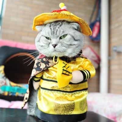 áo hoàng thượng màu vàng quần áo chó mèo
