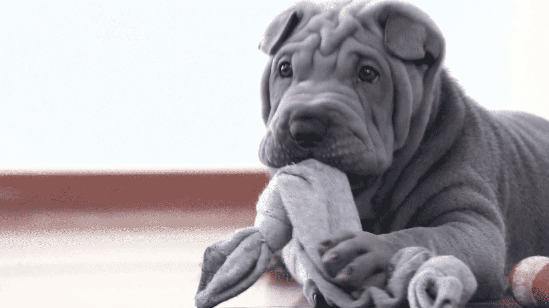 chú chó shar pei lông xám chơi đồ chơi của mình