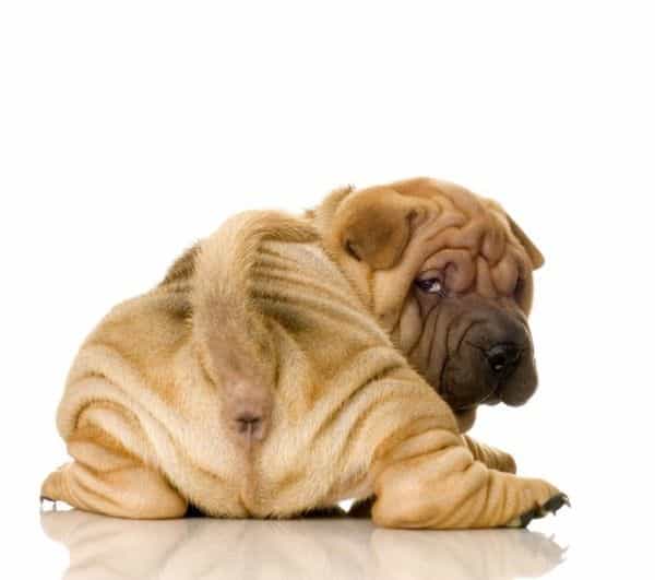 Chú chó shar pei nhảy lên từ suối cạn