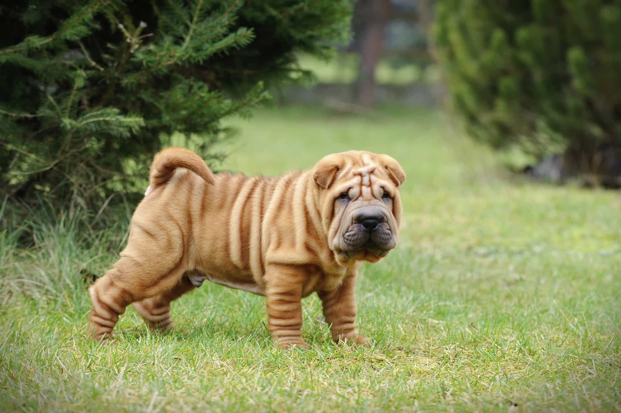 chó shar pei đã xuất hiện từ lâu