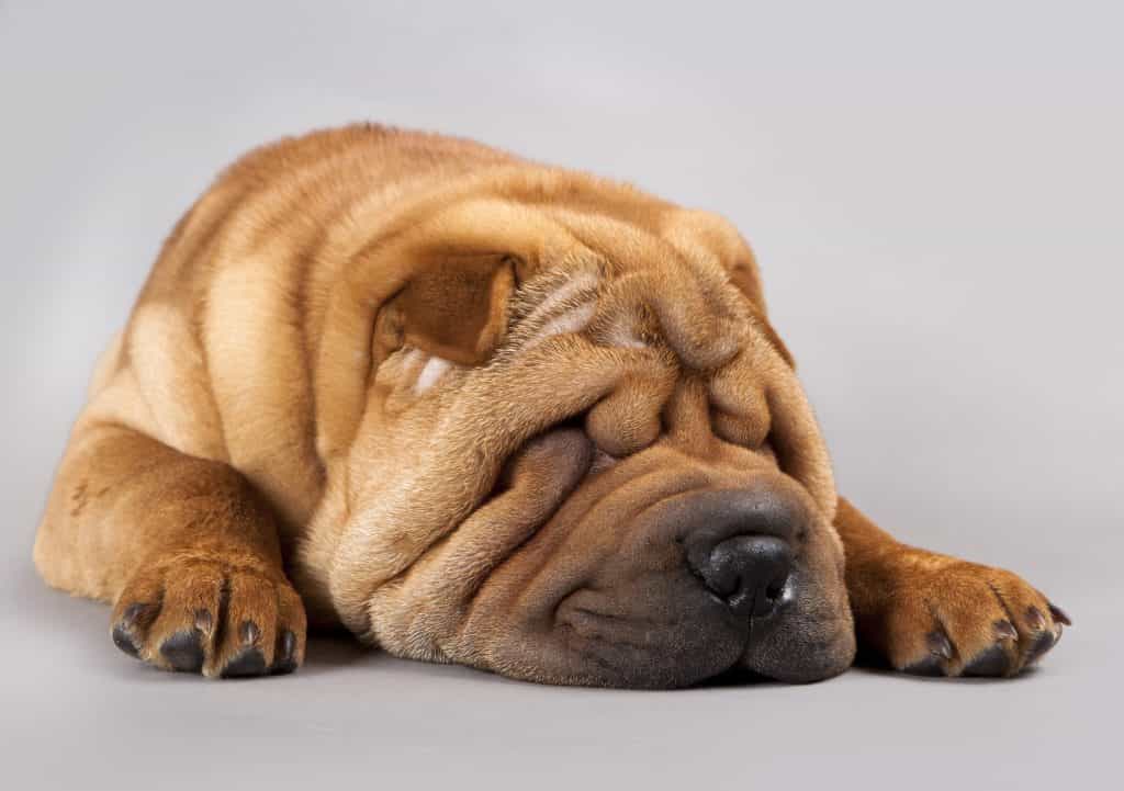 một chú shar pei con