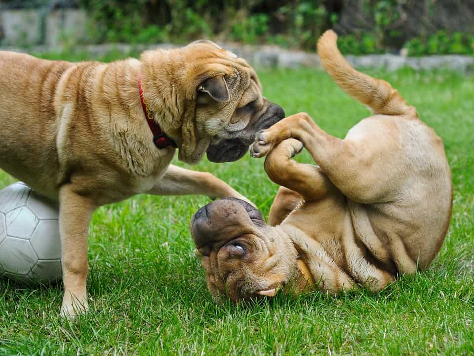 Hai chú chó au88 đùa giỡn