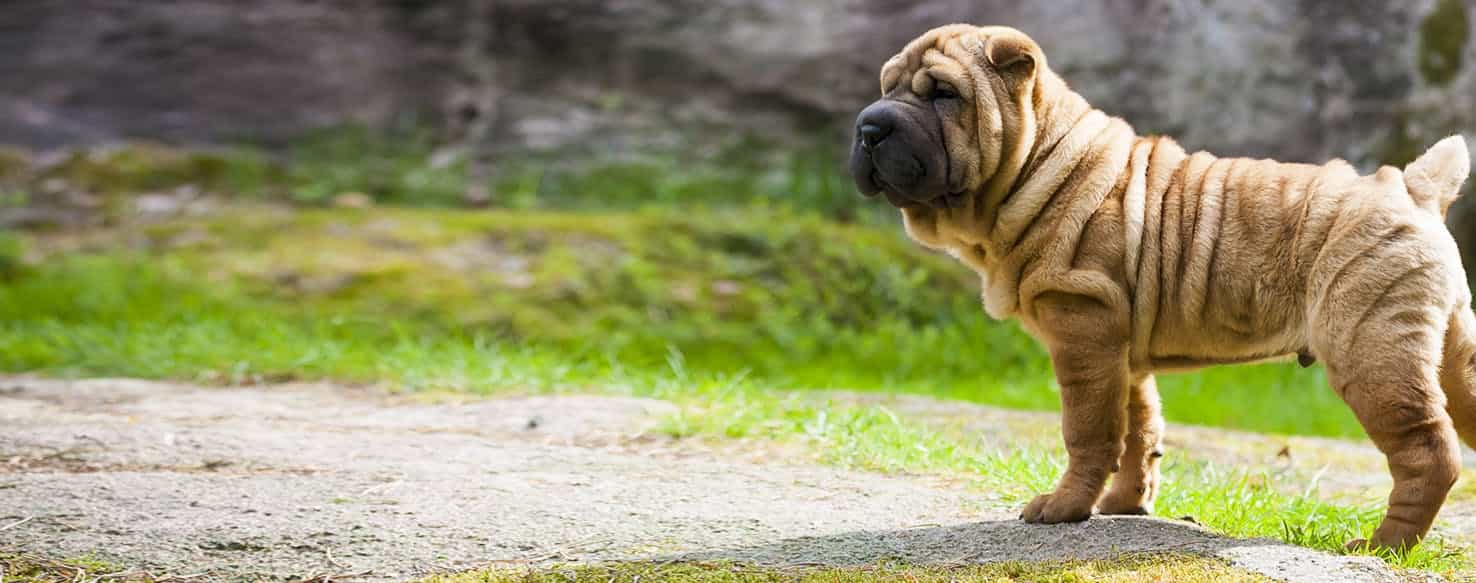 một chú chó shar per con
