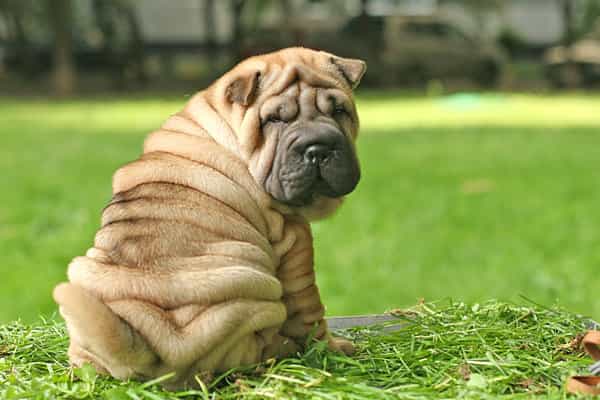 Nhìn qua nhiều người sẽ nghĩ chúng hơi ngốc nghếch